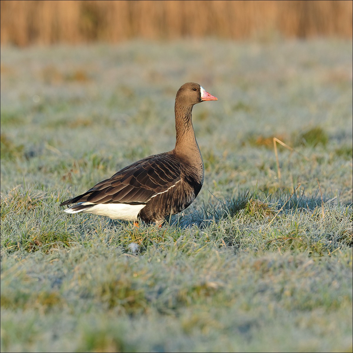 Stacks Image 80