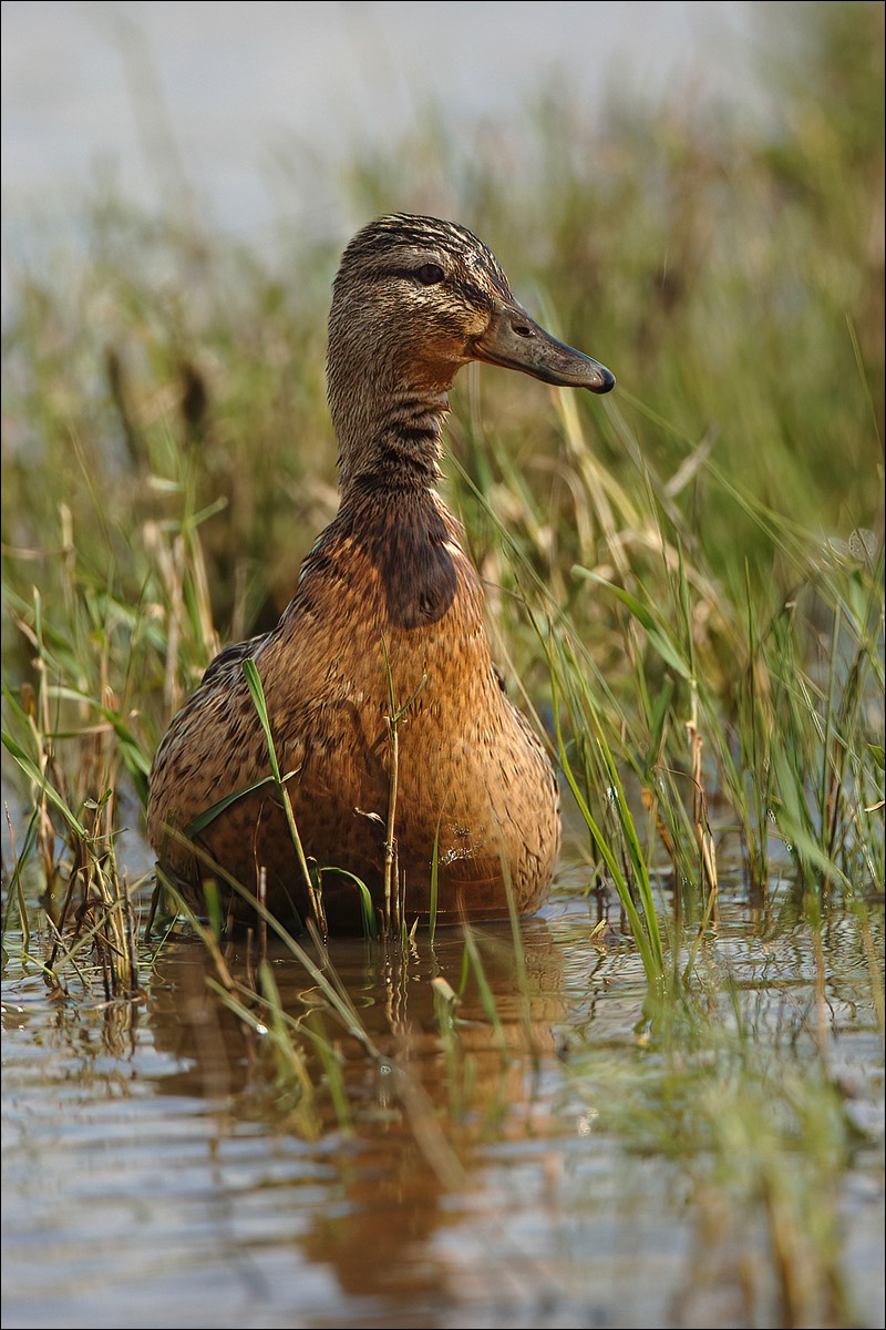 Stacks Image 116