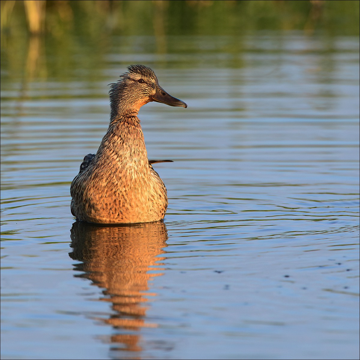 Stacks Image 94