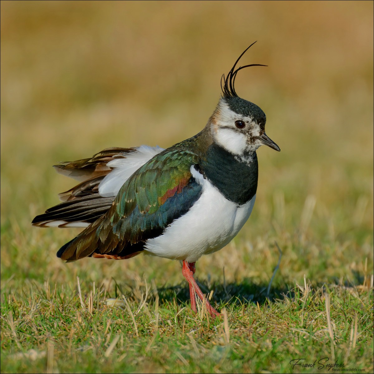 Stacks Image 141