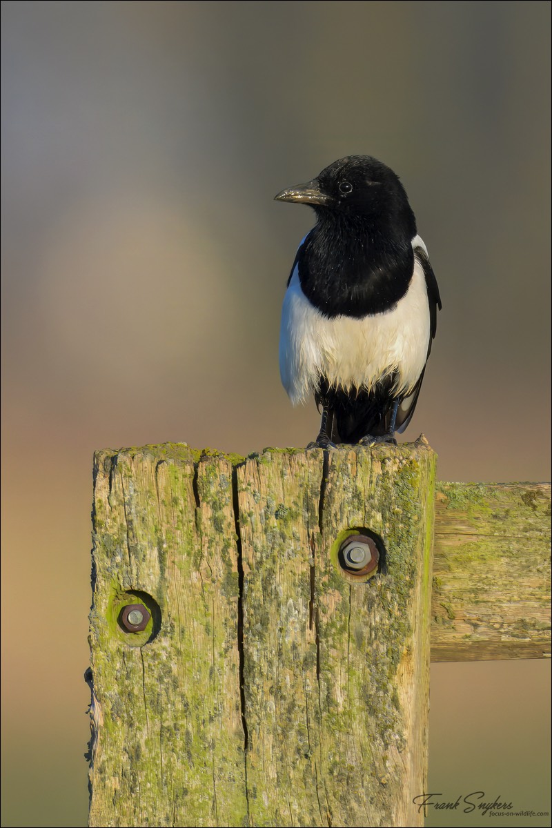 Stacks Image 139