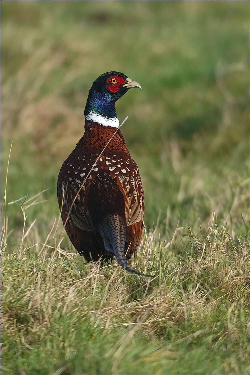 Stacks Image 19