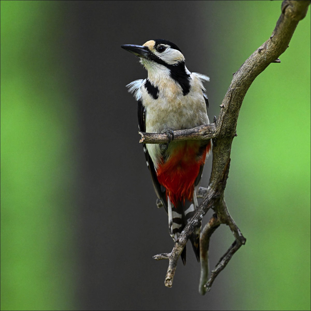 Great Spotted Woodpecker (Grote Bonte Specht) - Ruhtinansalmi (Finland) - 24/06/23