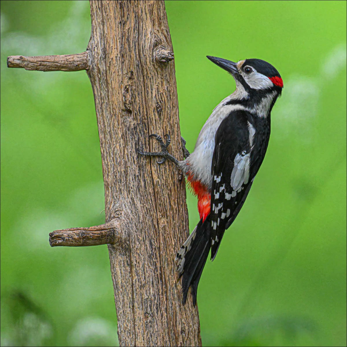 Great Spotted Woodpecker (Grote Bonte Specht) - Ruhtinansalmi (Finland) - 24/06/23