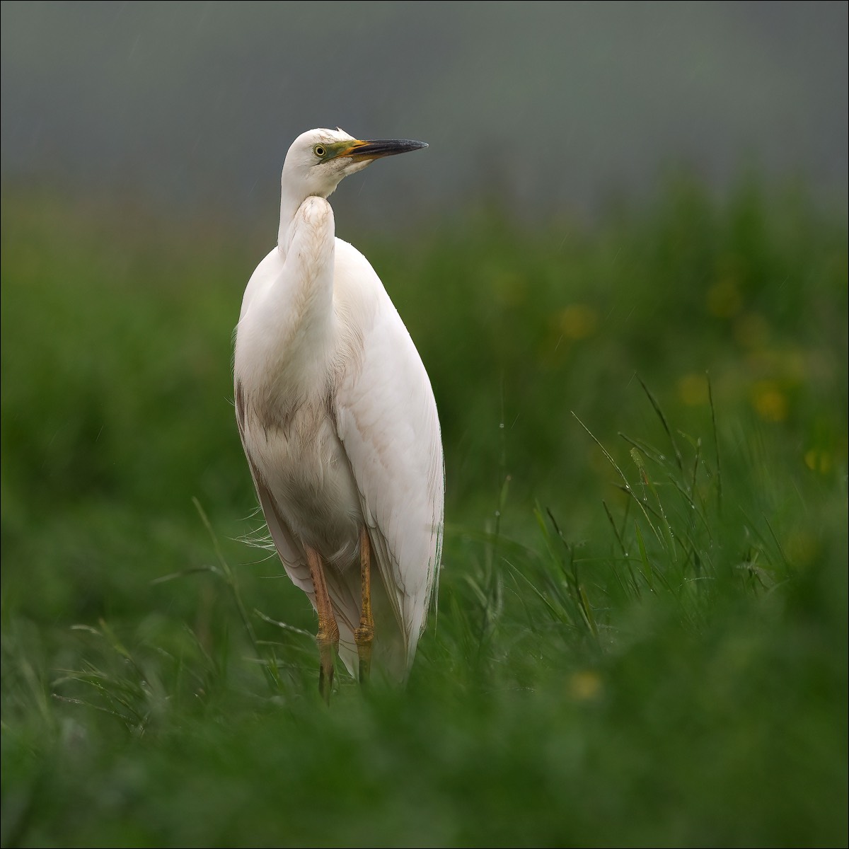 Great White Egret (Grote Zilverreiger)