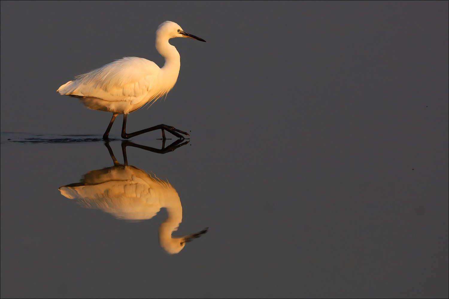 Little Egret (Kleine Zilverreiger)