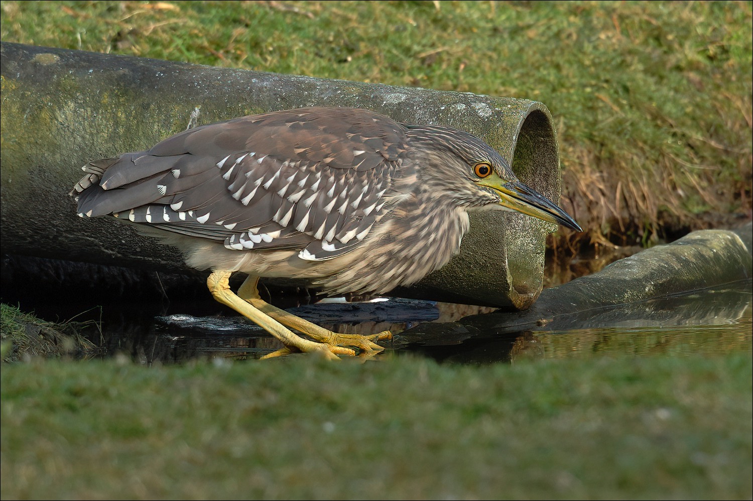 Night Heron (Kwak)