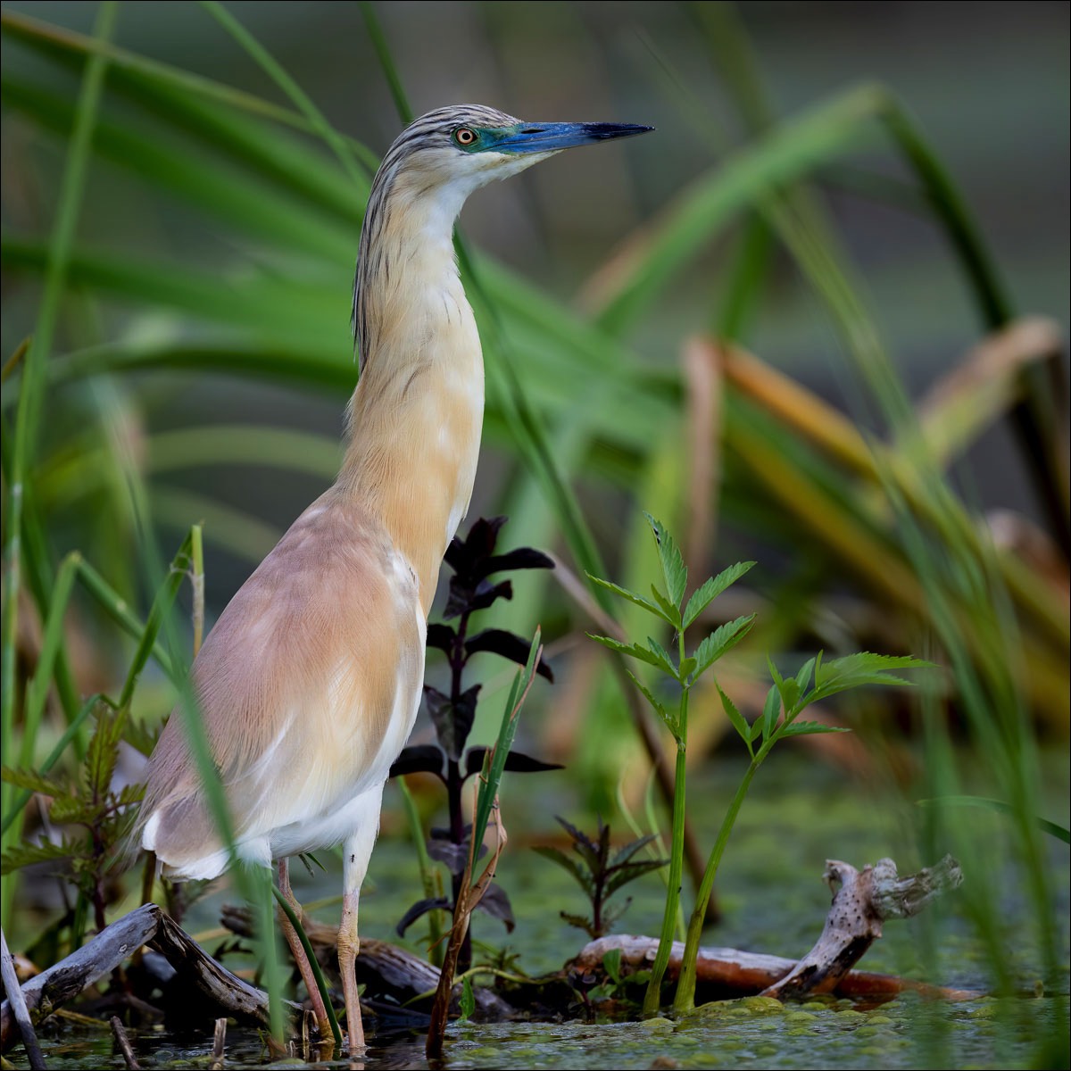 Squacco Heron (Ralreiger)