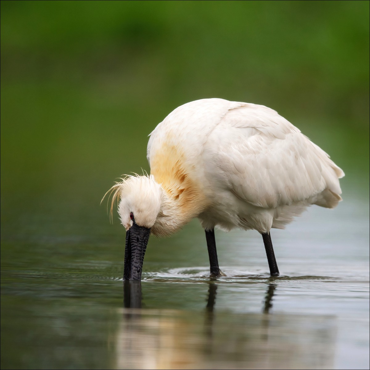 Eurasian Spoonbill (Lepelaar)