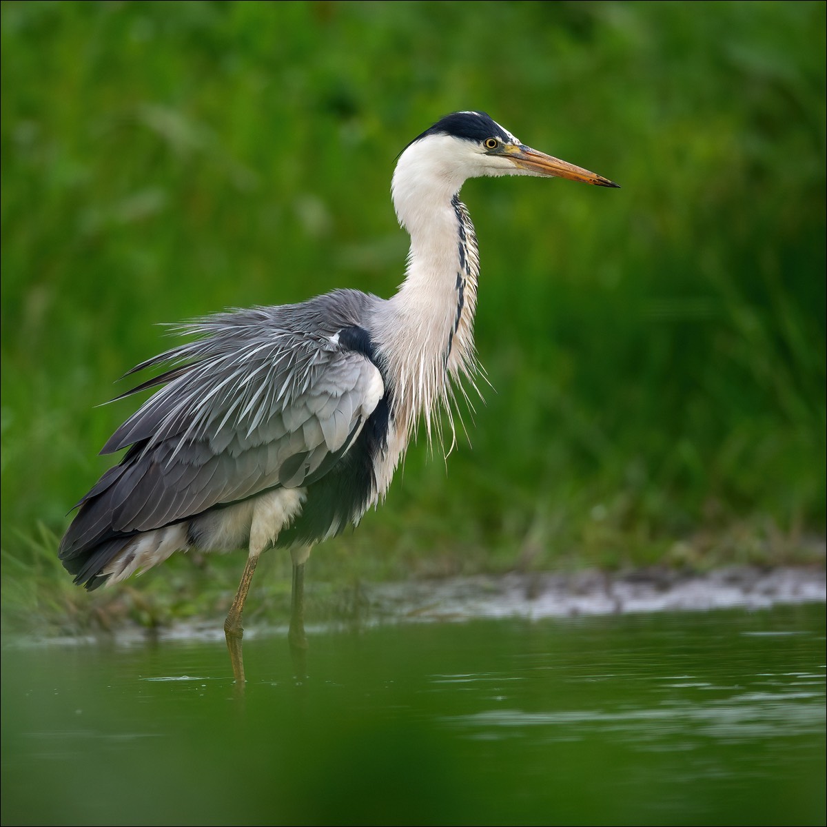 Grey Heron (Blauwe Reiger)