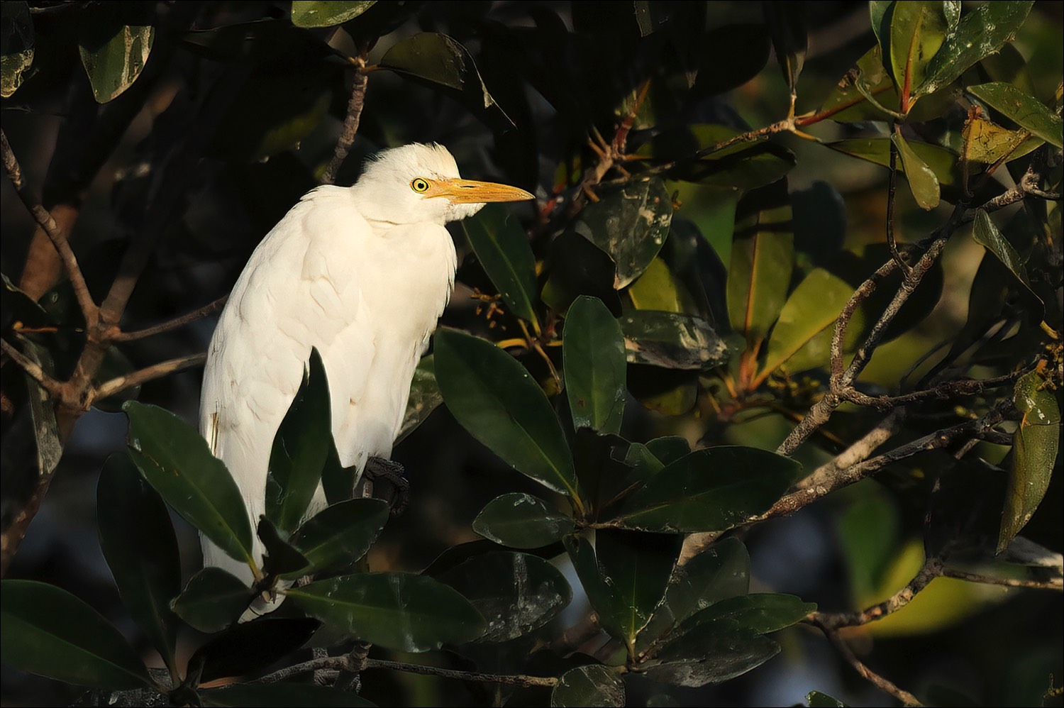 Cattle Egret (Koereiger)