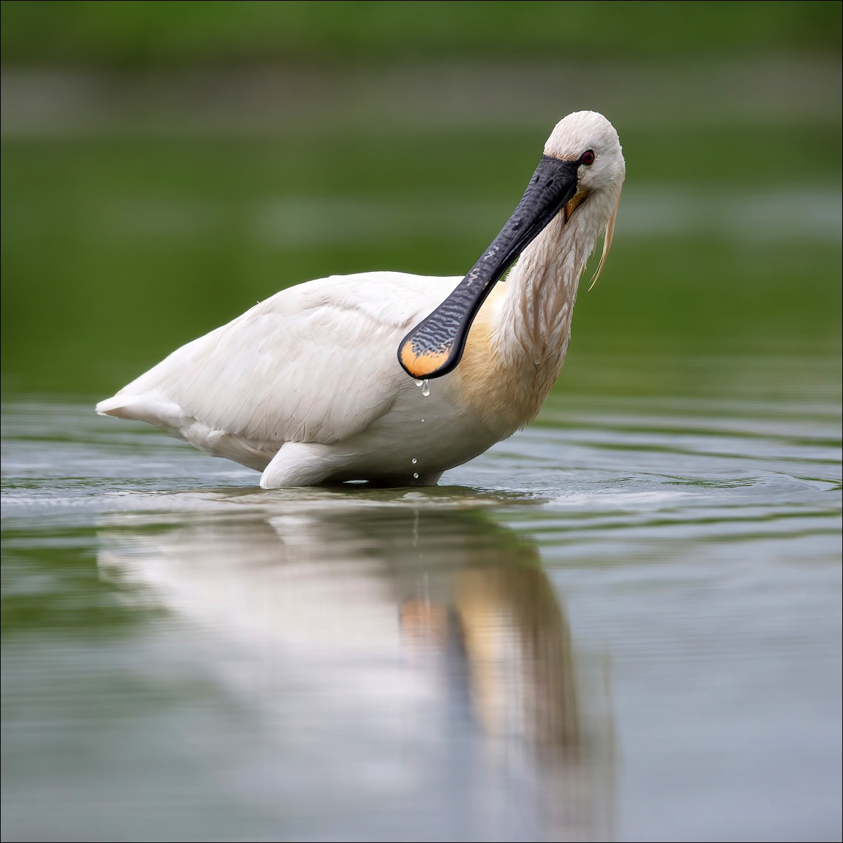 Eurasian Spoonbill (Lepelaar)