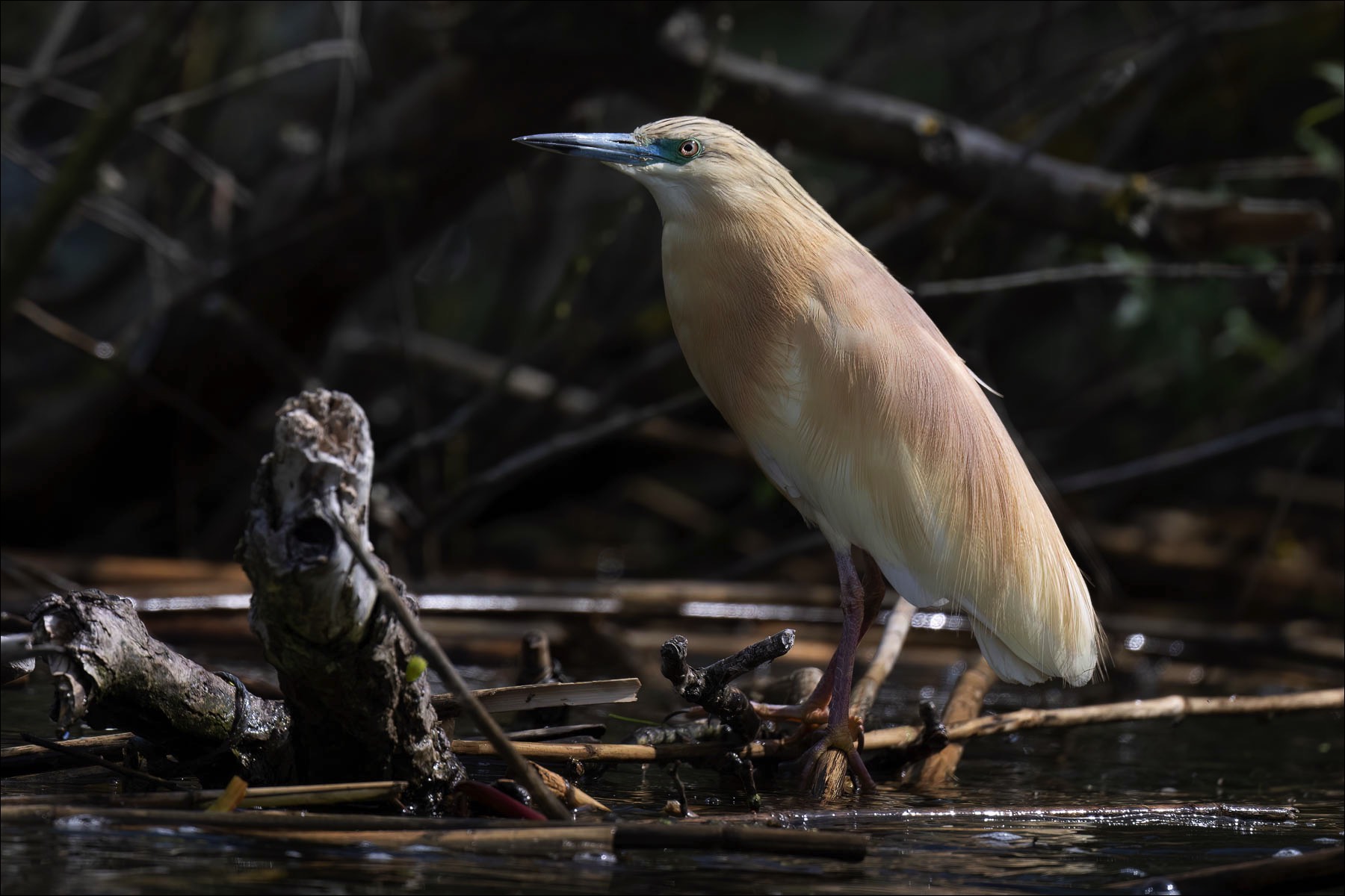 Squacco Heron (Ralreiger)