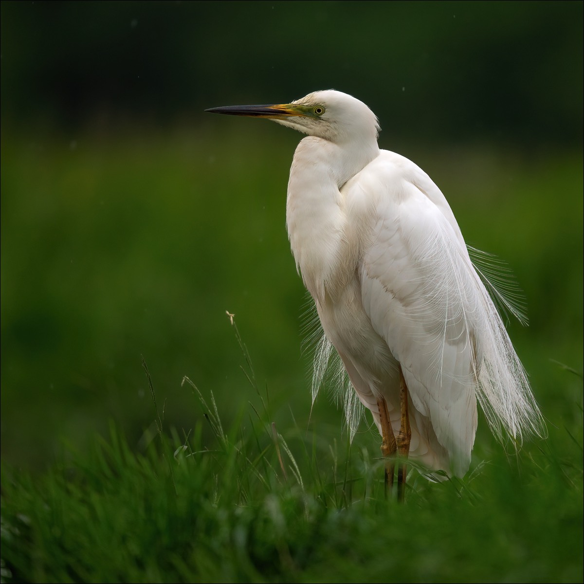 Great White Egret (Grote Zilverreiger)