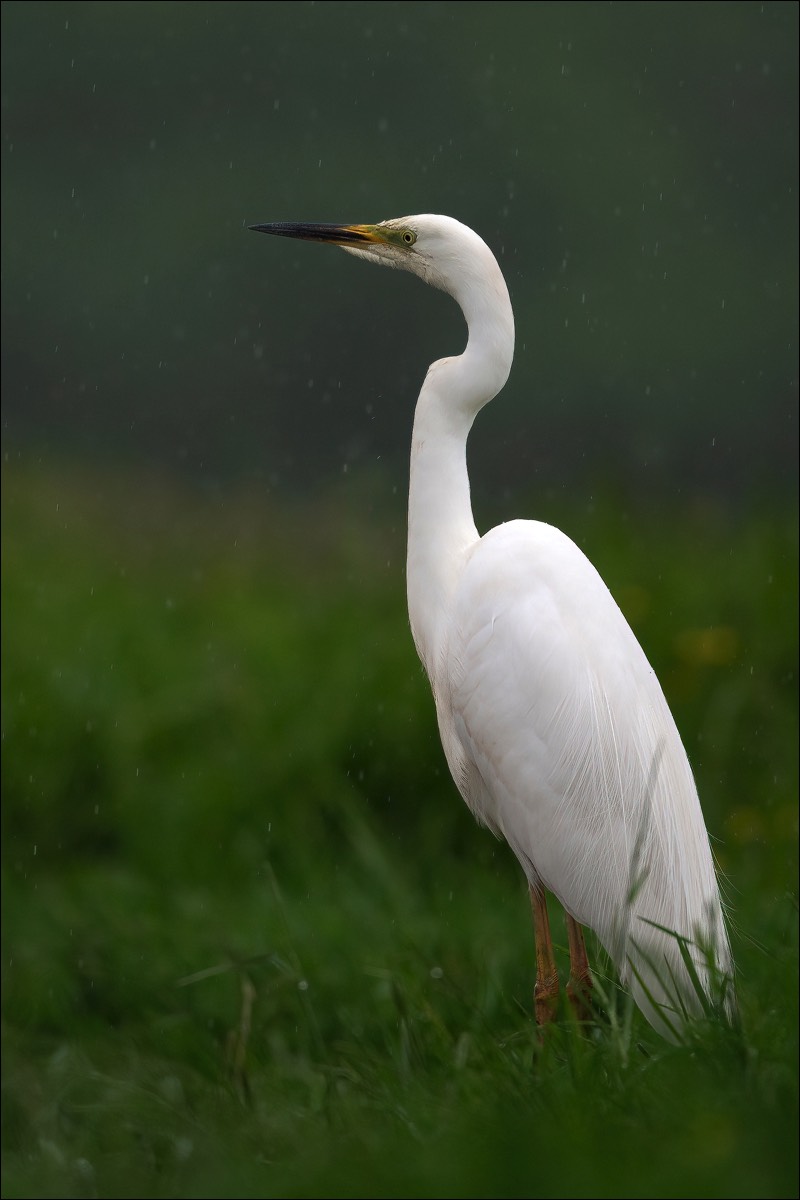 Great White Egret (Grote Zilverreiger)