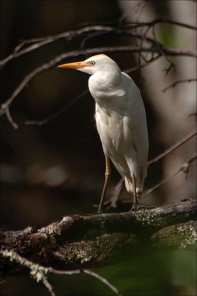 Cattle Egret (Koereiger)