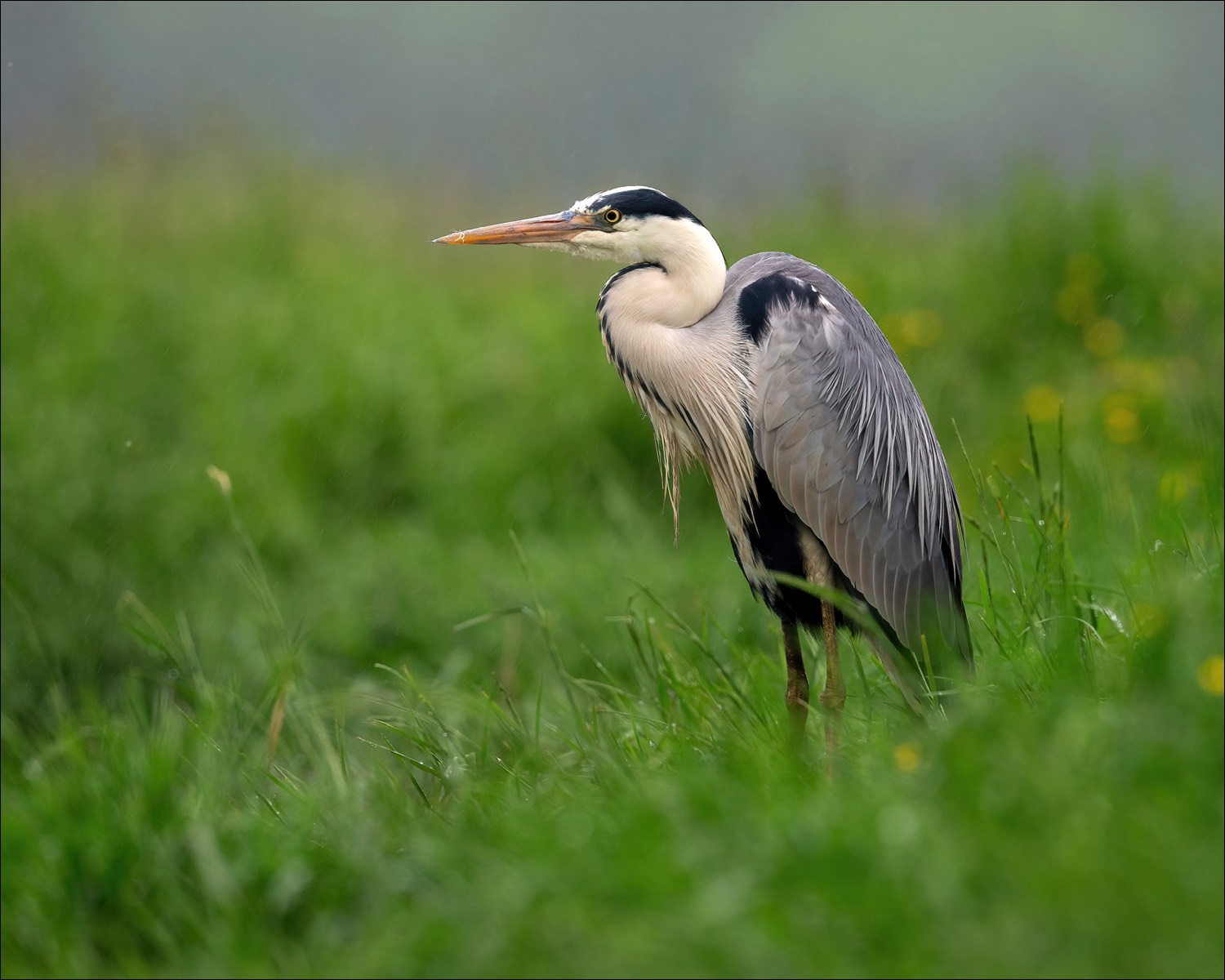 Grey Heron (Blauwe Reiger)