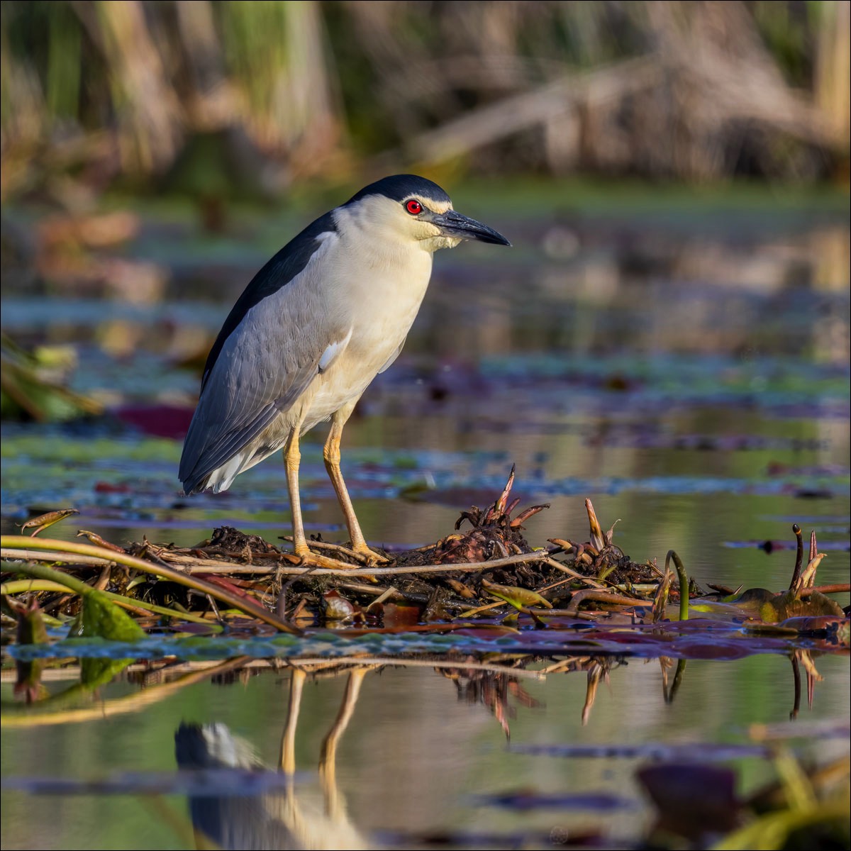 Night Heron (Kwak)