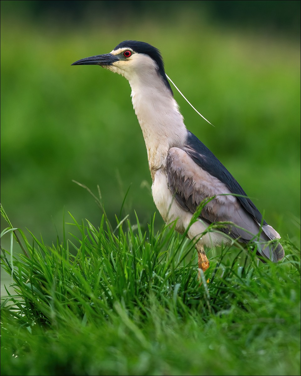 Night Heron (Kwak)