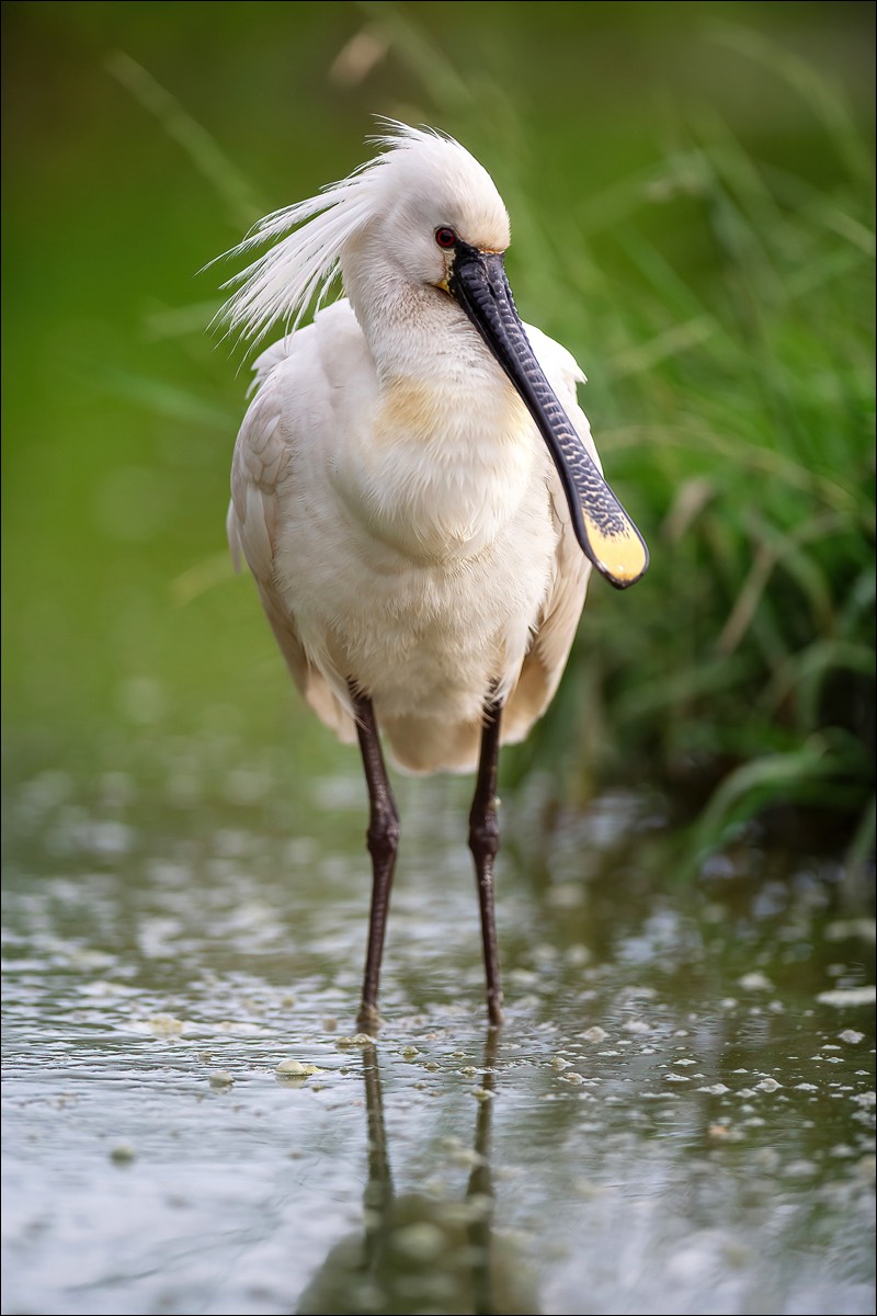 Eurasian Spoonbill (Lepelaar)