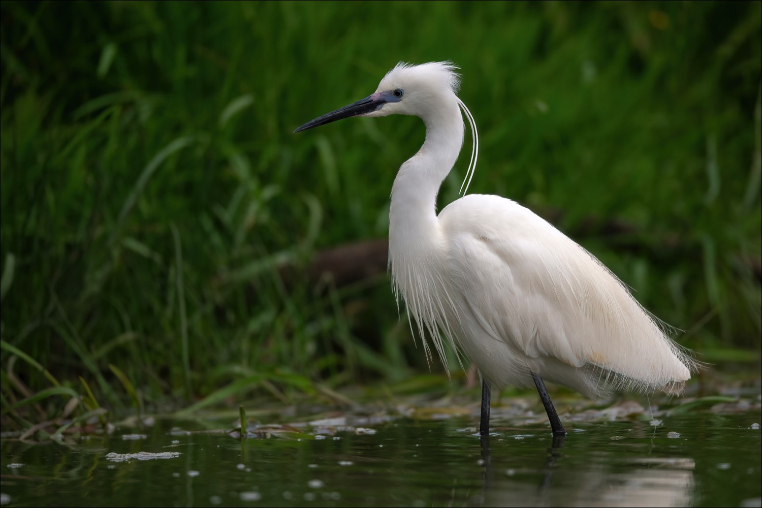 Little Egret (Kleine Zilverreiger)