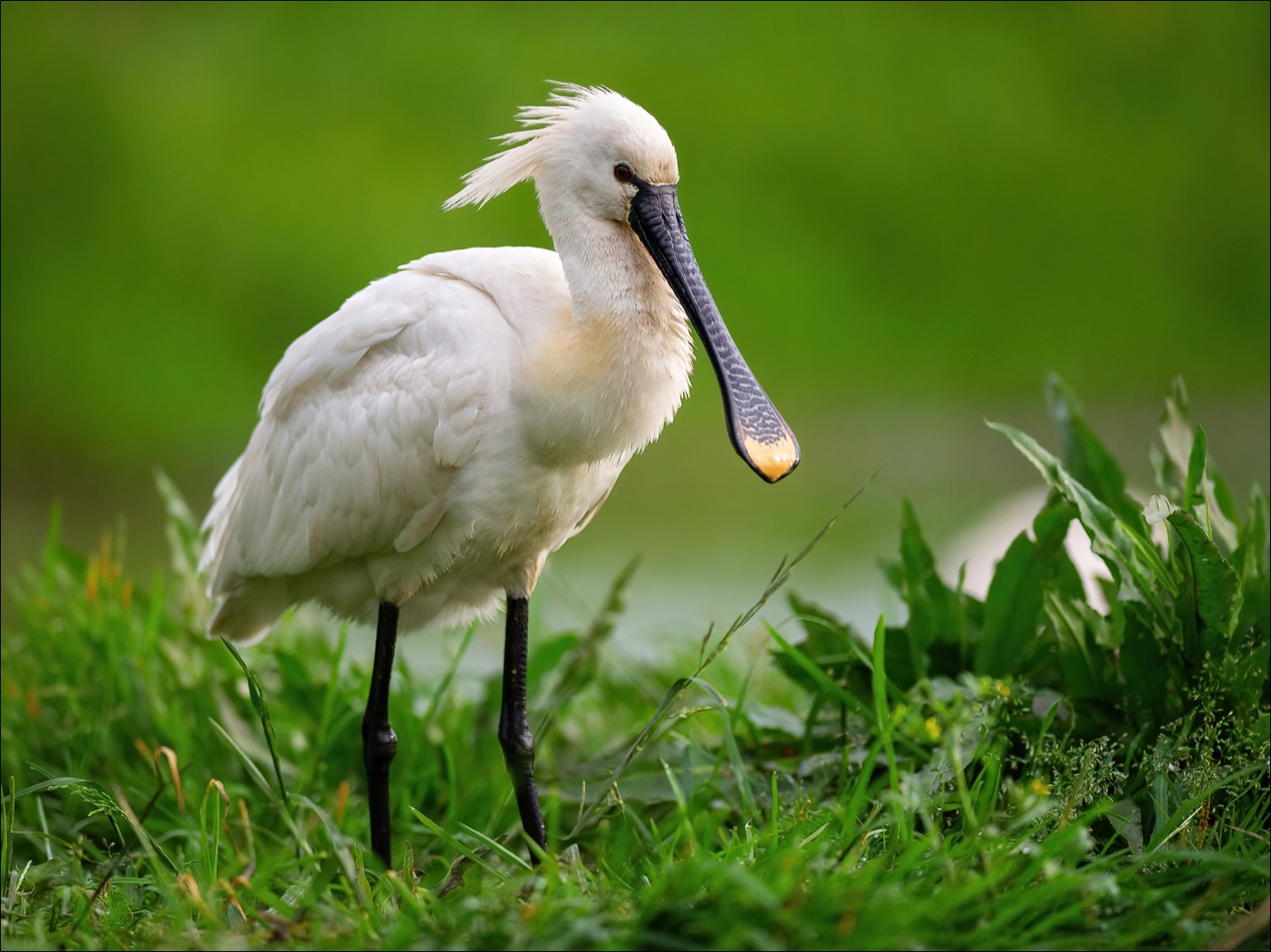 Eurasian Spoonbill (Lepelaar)