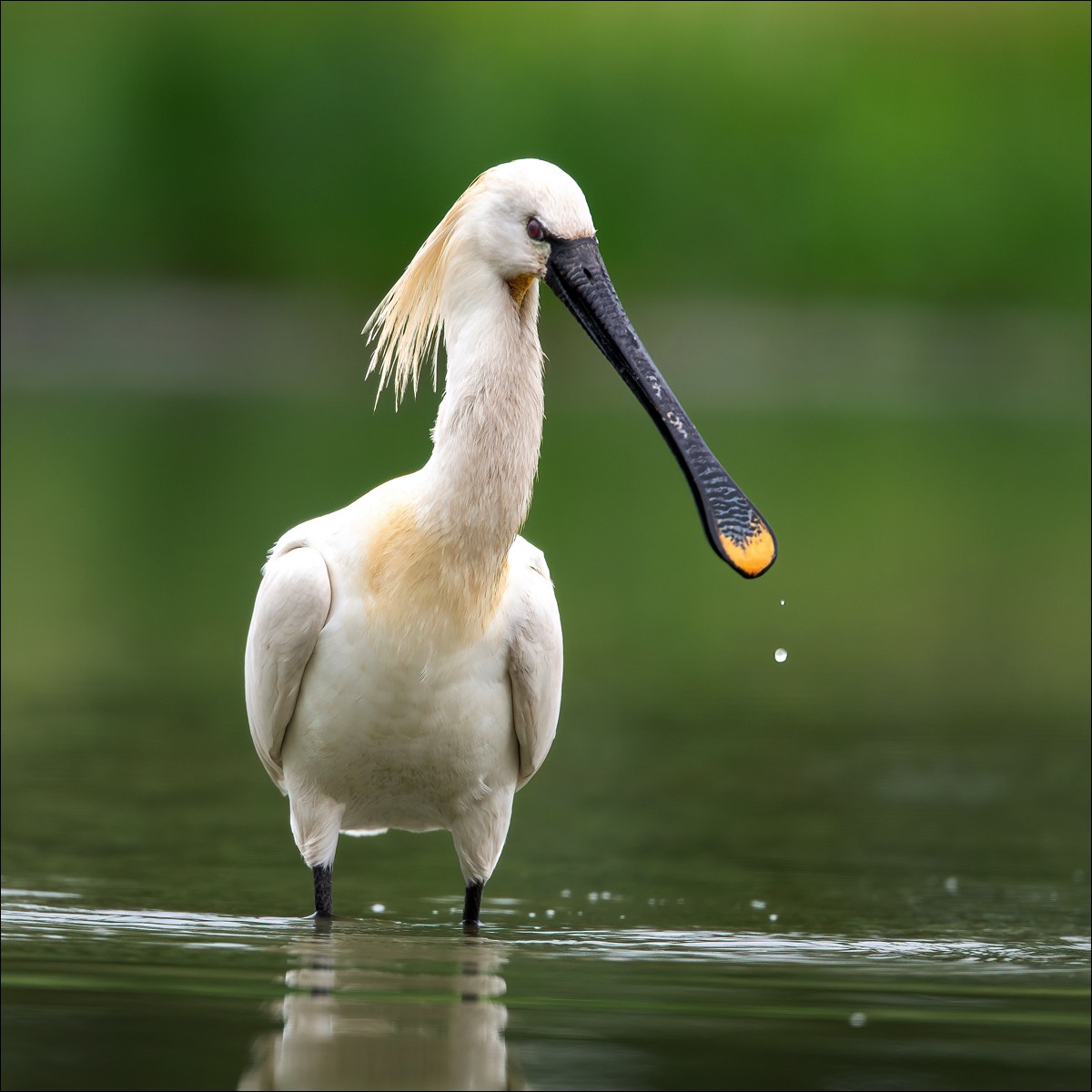 Eurasian Spoonbill (Lepelaar)