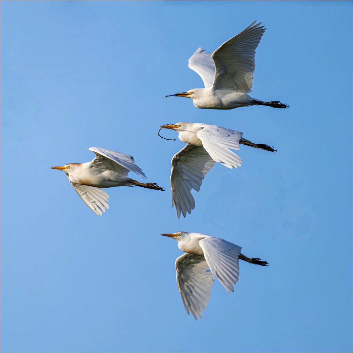 Cattle Egret (Koereiger)