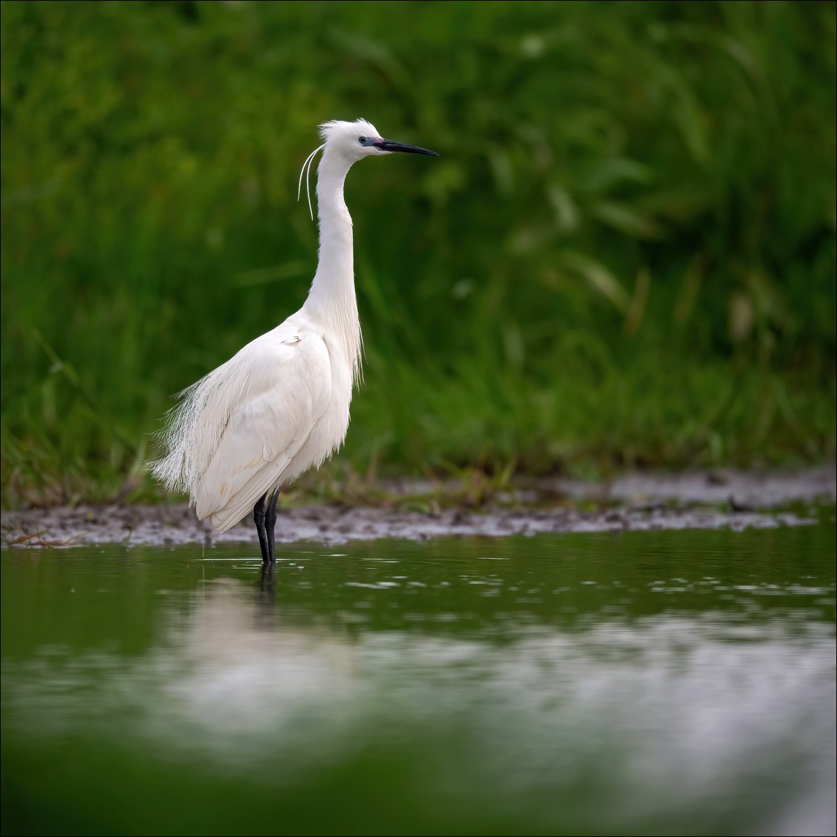 Little Egret (Kleine Zilverreiger)