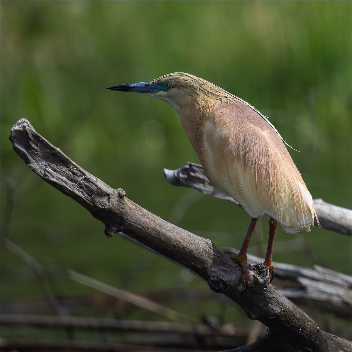 Squacco Heron (Ralreiger)