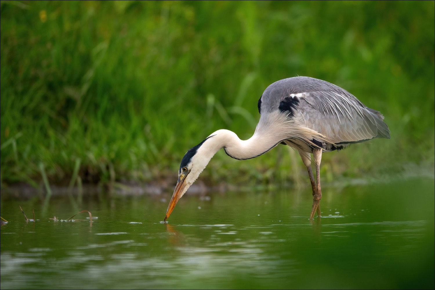 Grey Heron (Blauwe Reiger)