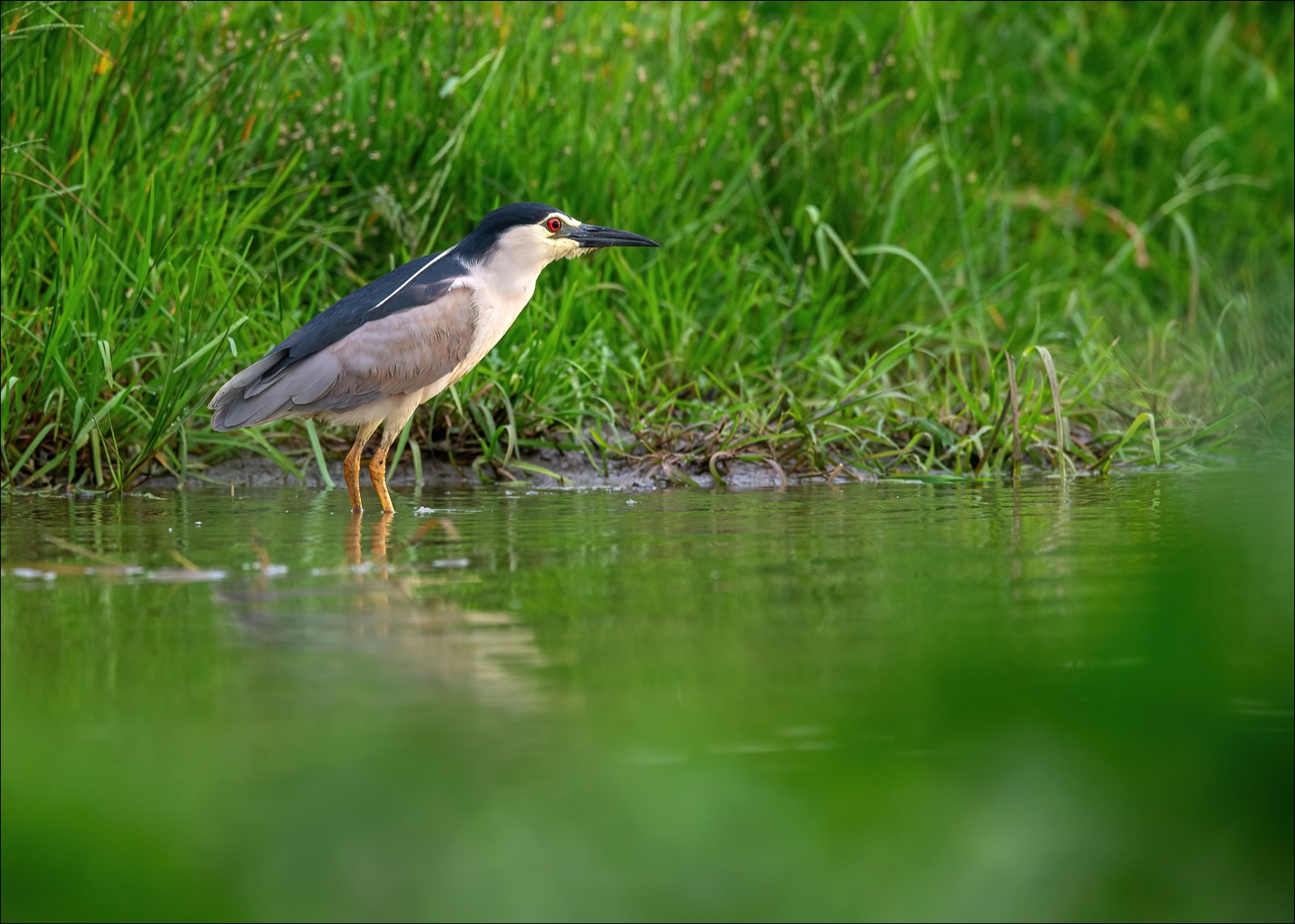 Night Heron (Kwak)