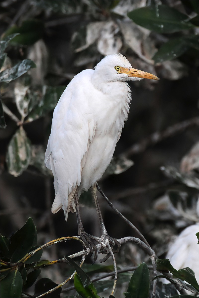 Cattle Egret (Koereiger)