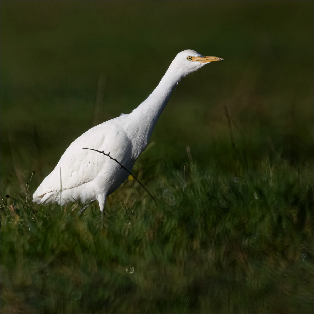 Cattle Egret (Koereiger)