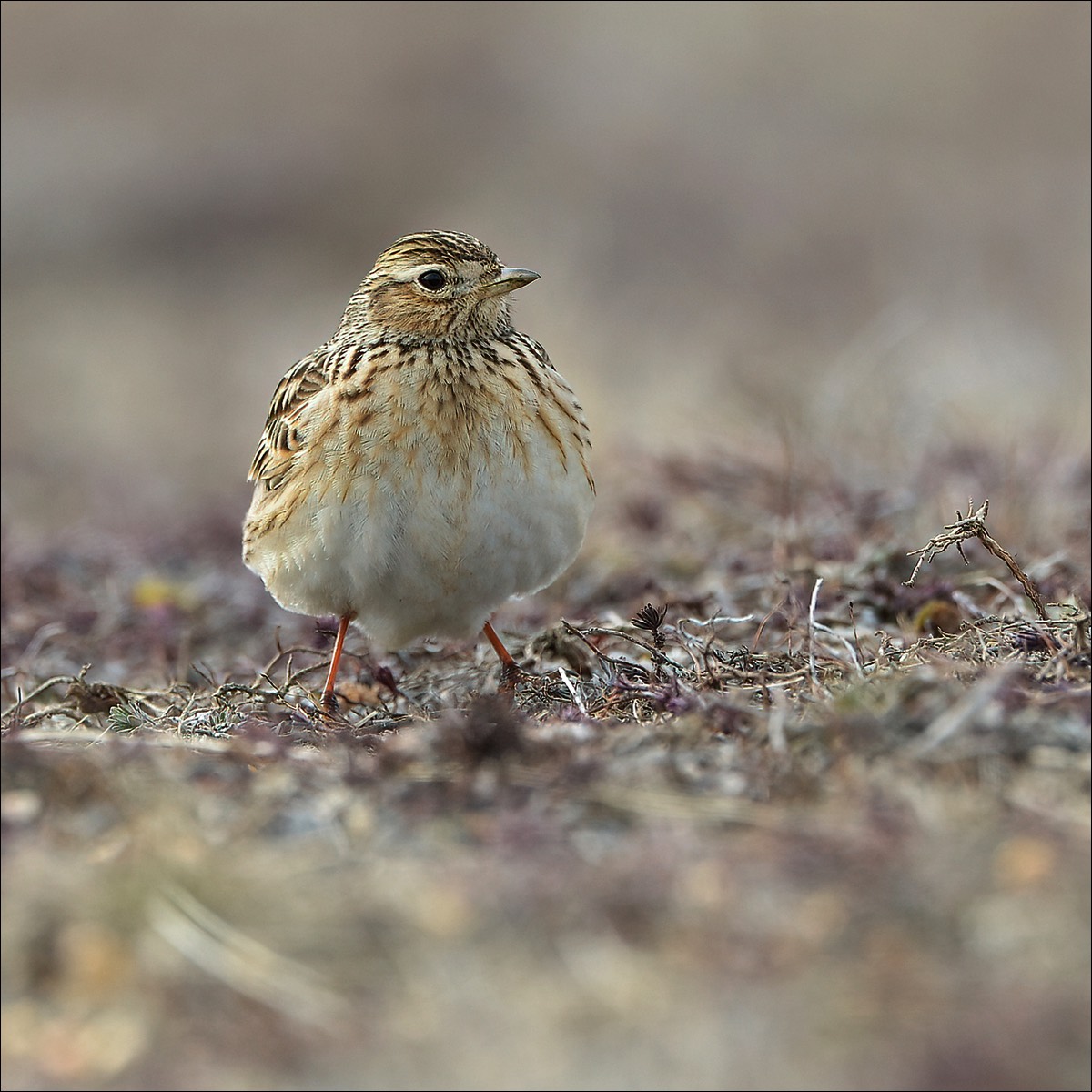 Eurasian Skylark (Veldleeuwerik)