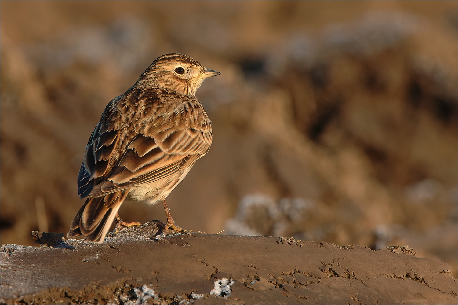 Eurasian Skylark (Veldleeuwerik)