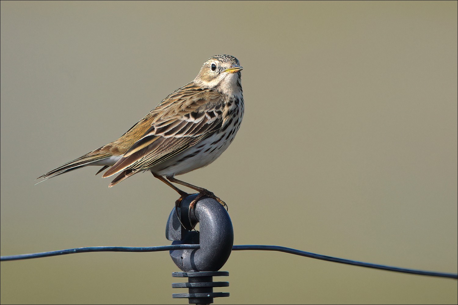 Meadow Pipit (Graspieper)