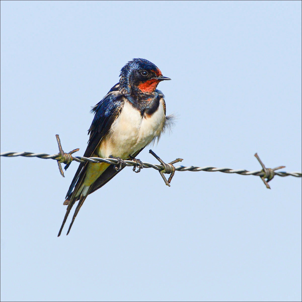 Barn Swallow (Boerernzwaluw)