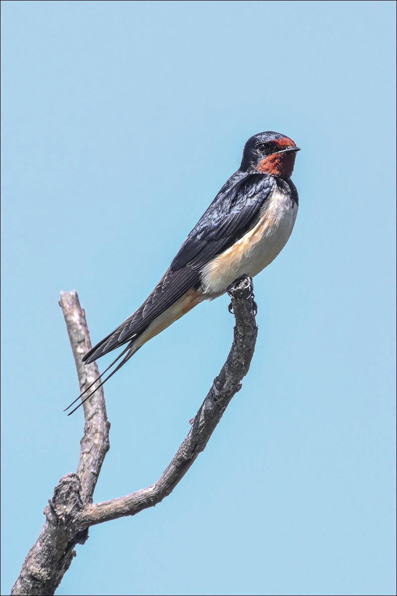 Barn Swallow (Boerernzwaluw)