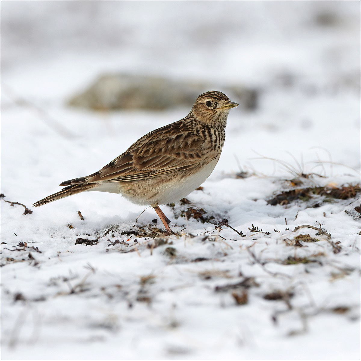 Eurasian Skylark (Veldleeuwerik)