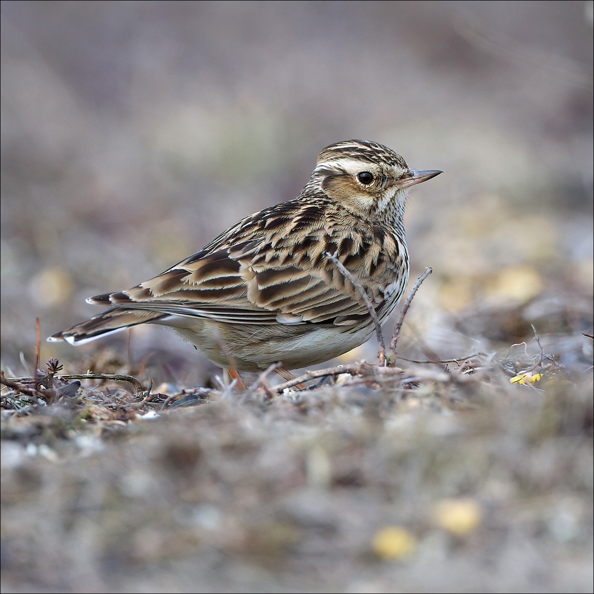 Wood Lark (Boomleeuwerik)