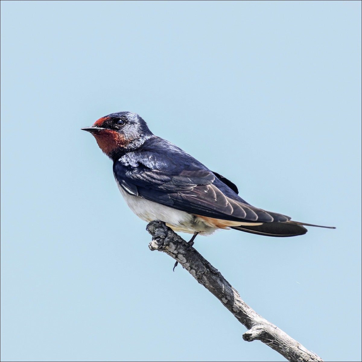 Barn Swallow (Boerernzwaluw)