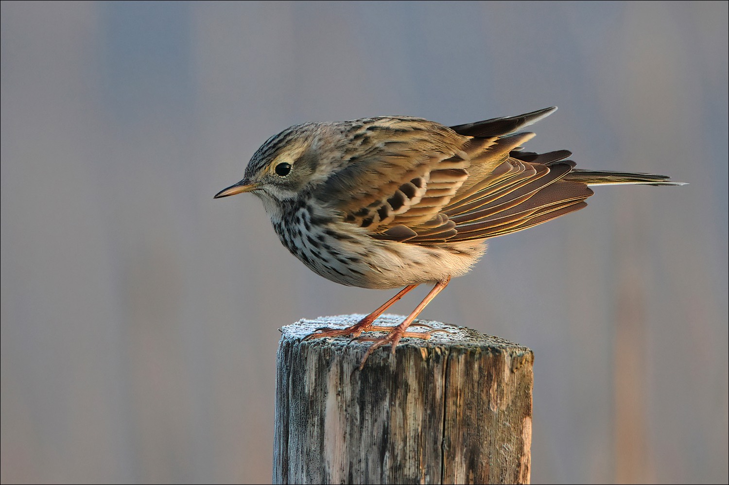 Meadow Pipit (Graspieper)