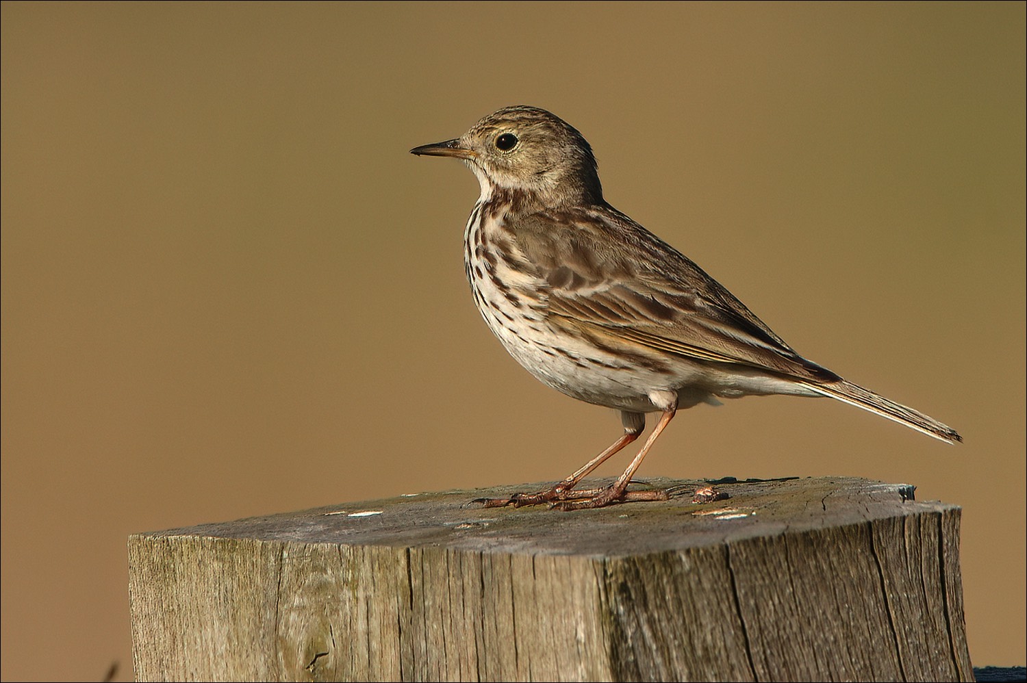 Meadow Pipit (Graspieper)