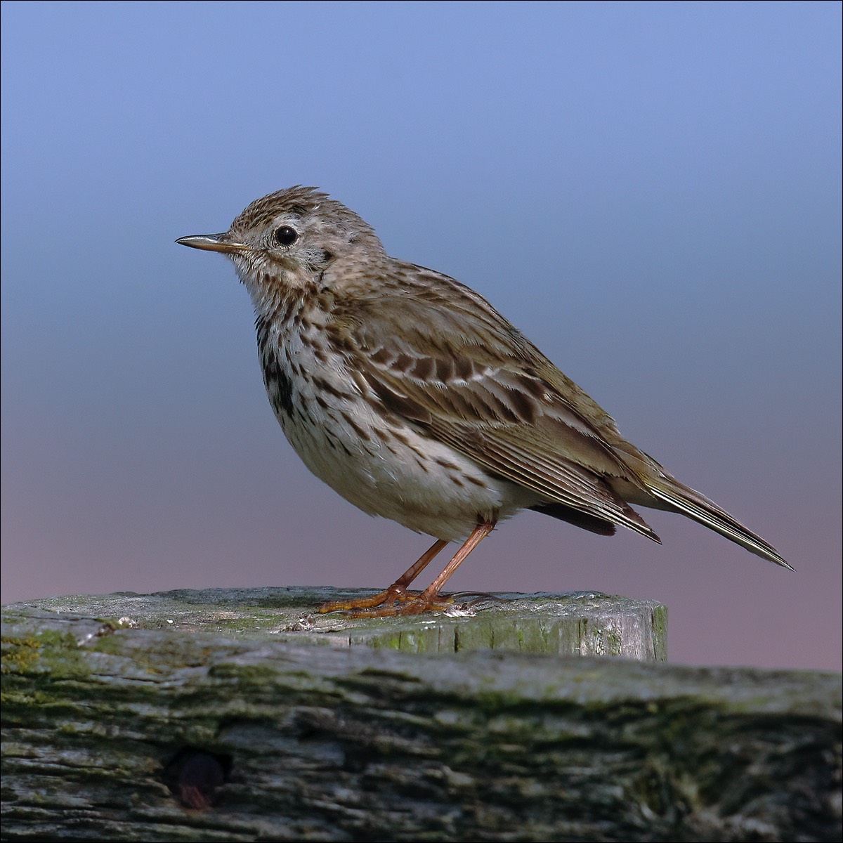 Meadow Pipit (Graspieper)