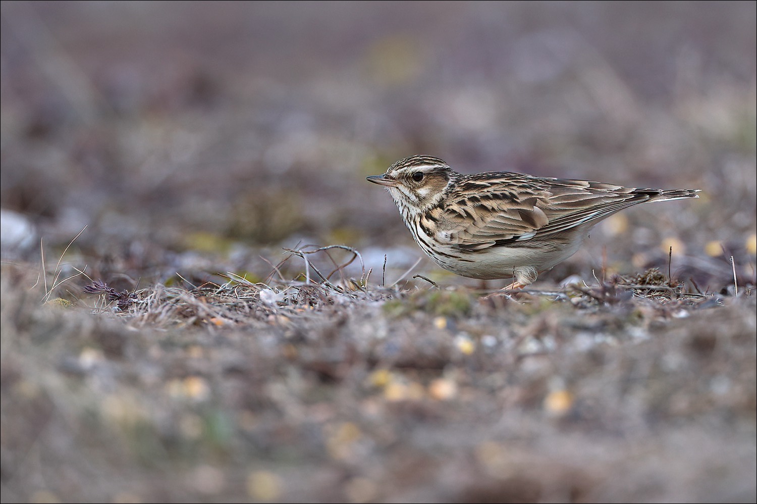 Wood Lark (Boomleeuwerik)