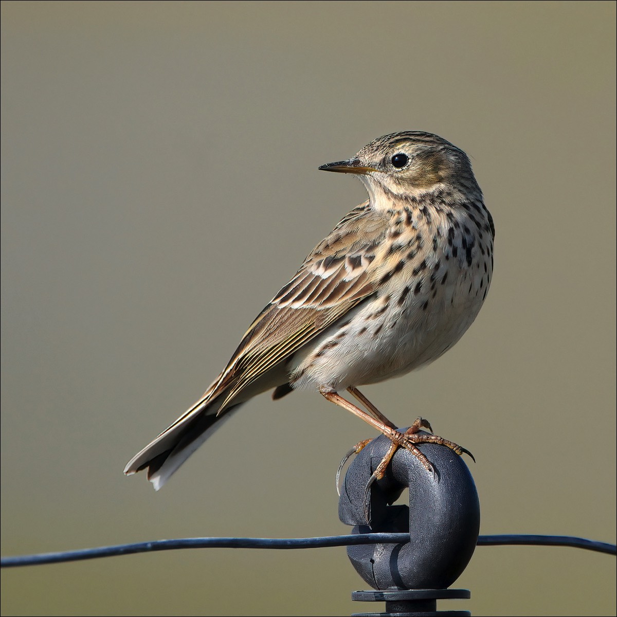 Meadow Pipit (Graspieper)