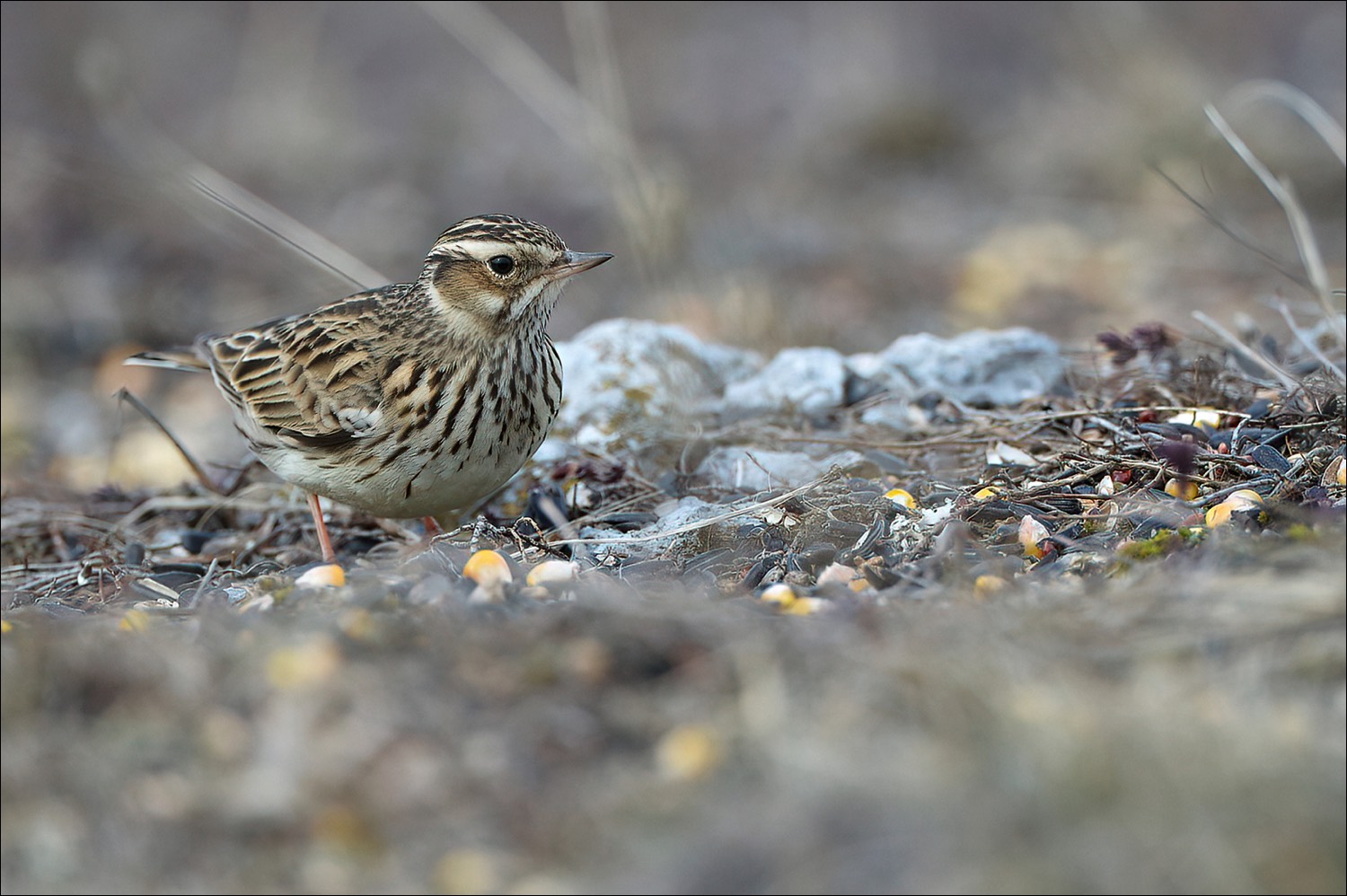 Wood Lark (Boomleeuwerik)