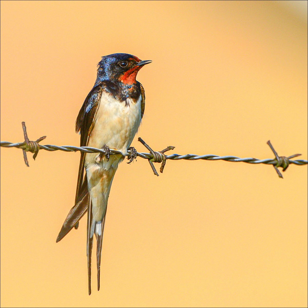 Barn Swallow (Boerernzwaluw)