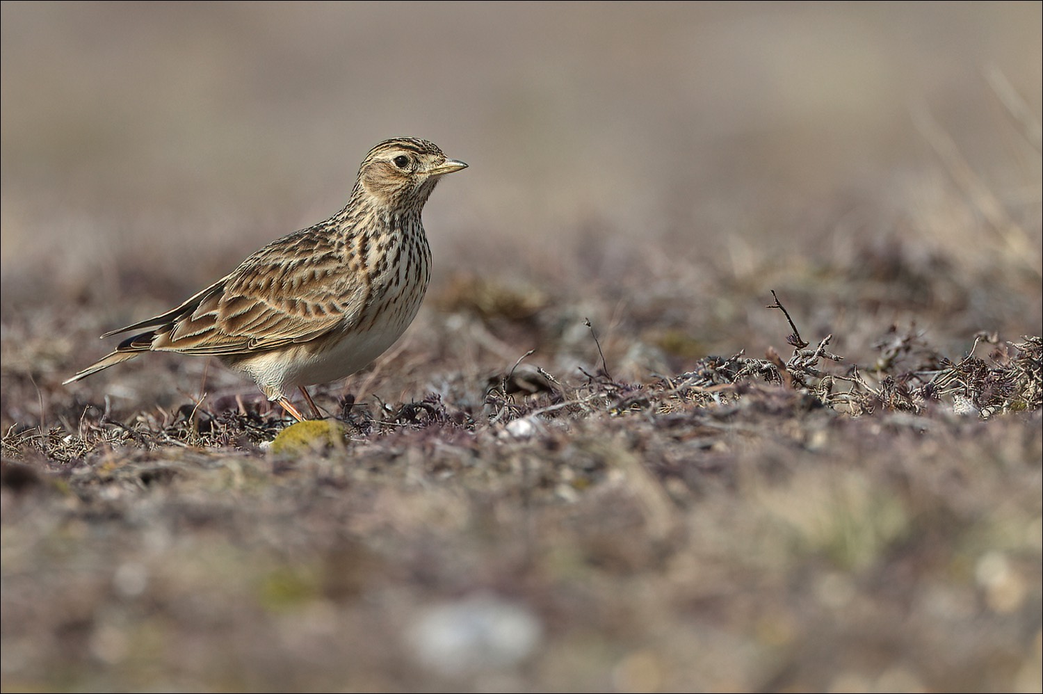 Eurasian Skylark (Veldleeuwerik)